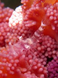 Almost Invicible - Found this little wonder on a sea pen.... by Ed Eng 